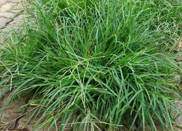 Cỏ mần trầu tươi 1kg