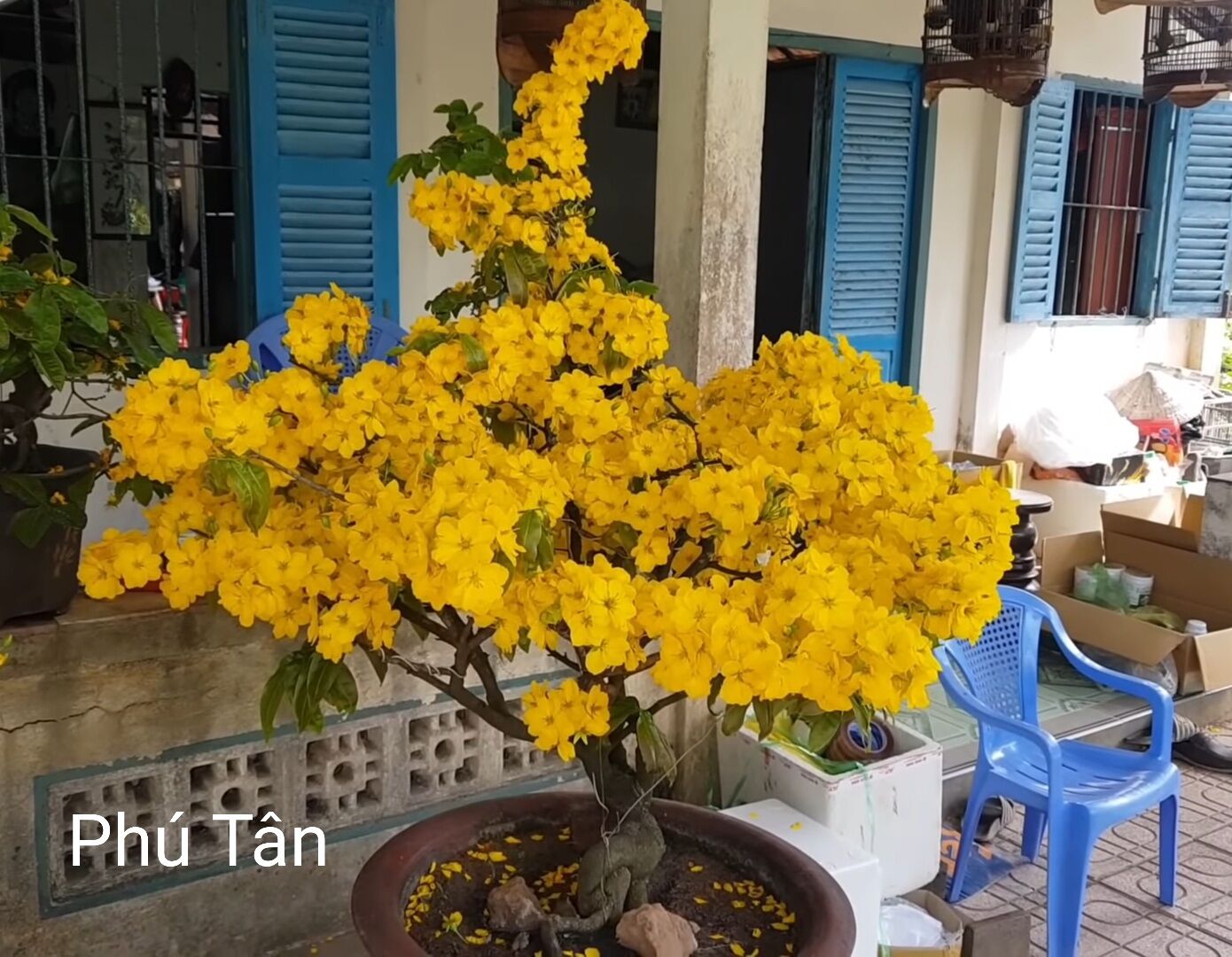 Mai giảo phú tân, 8-12 cánh, hình cây cập nhật 24-02-2024