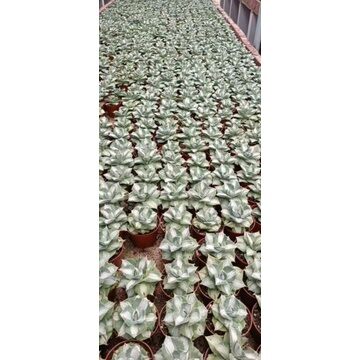 Sale 50%- Sen đá dứa hoa hồng var