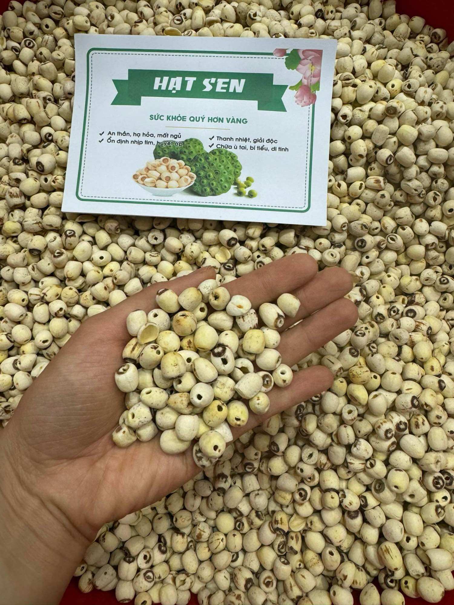 Hạt sen Huế vụ mới ngon thơm và bở