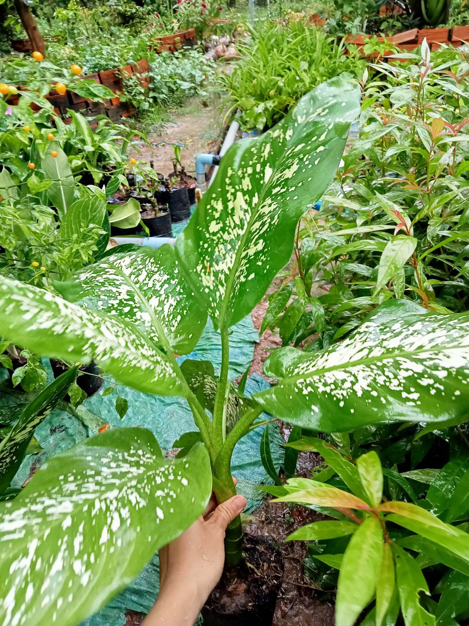 Cây vạn niên thanh.cây to 50cm trở lên