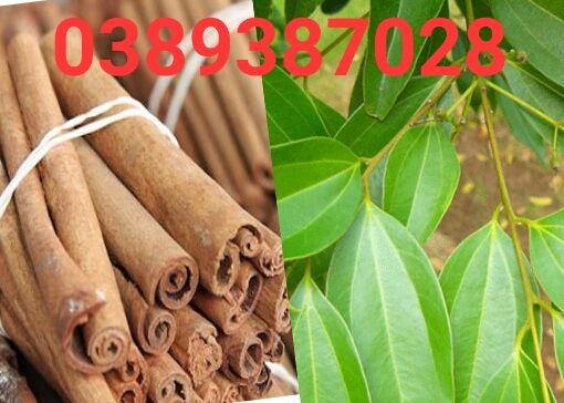 Lá quế tươi,500g