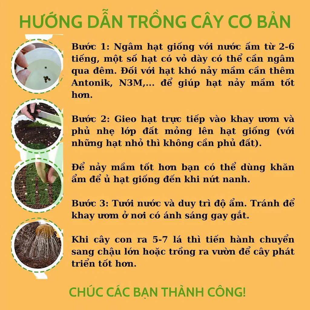 Hạt giống măng tây (gói zip 200hạt)