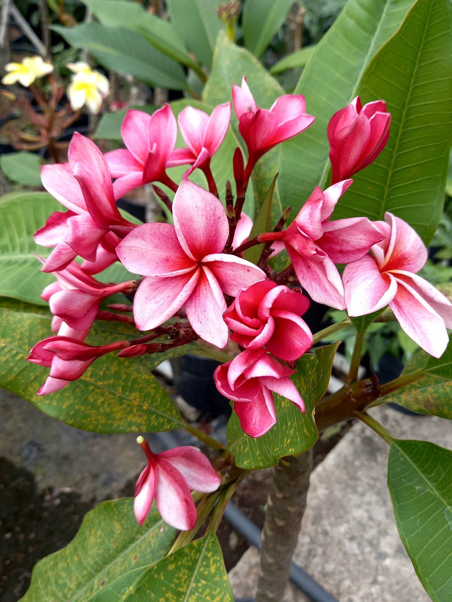 cây sứ đại thái hoa thơm