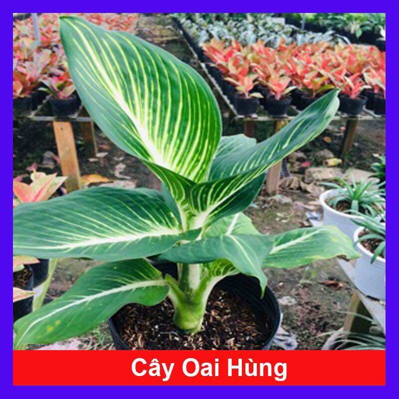 Cây oai hùng