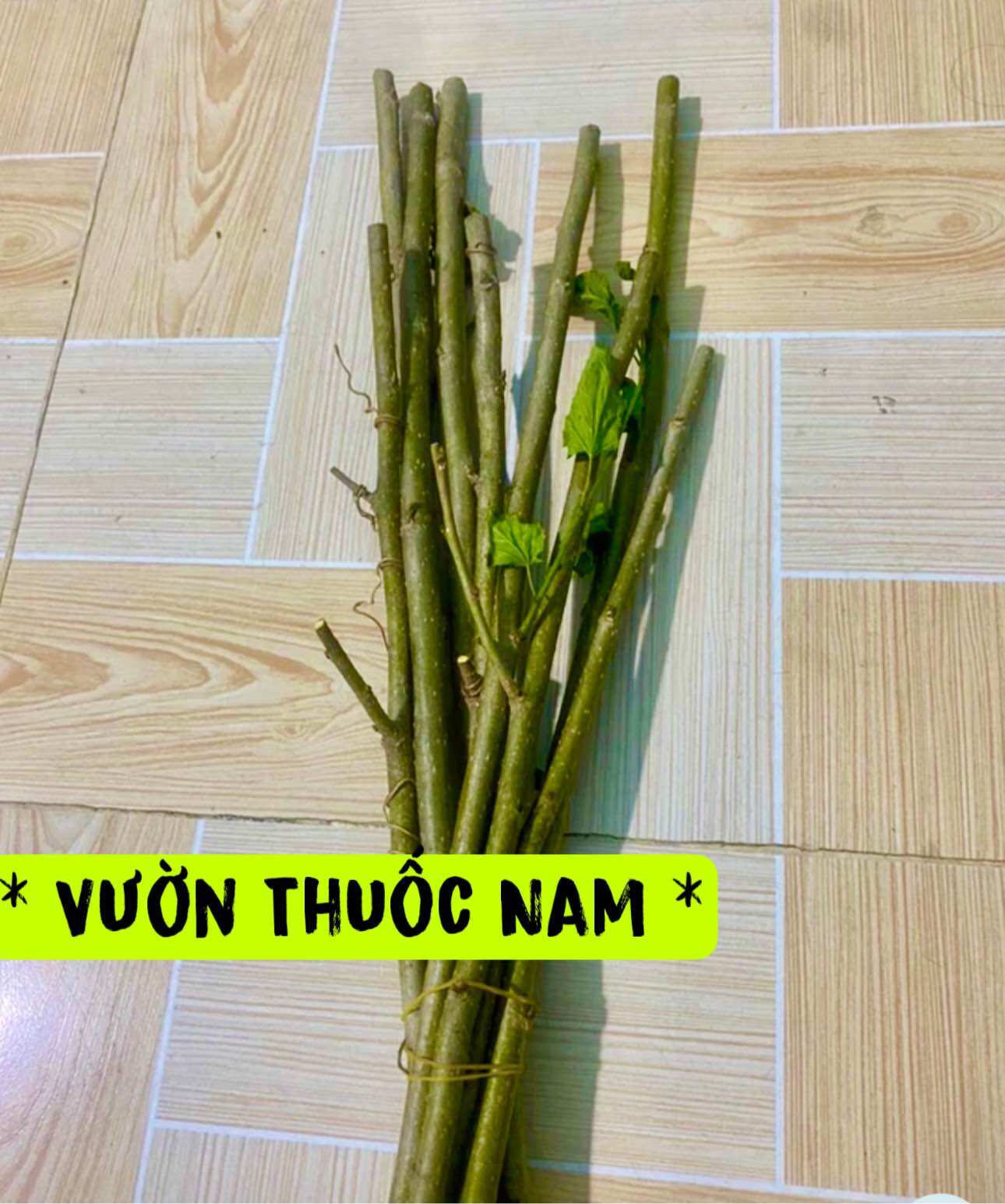 5 cành dâu tằm 30 cm 5 cành dâu tằm dược liệu