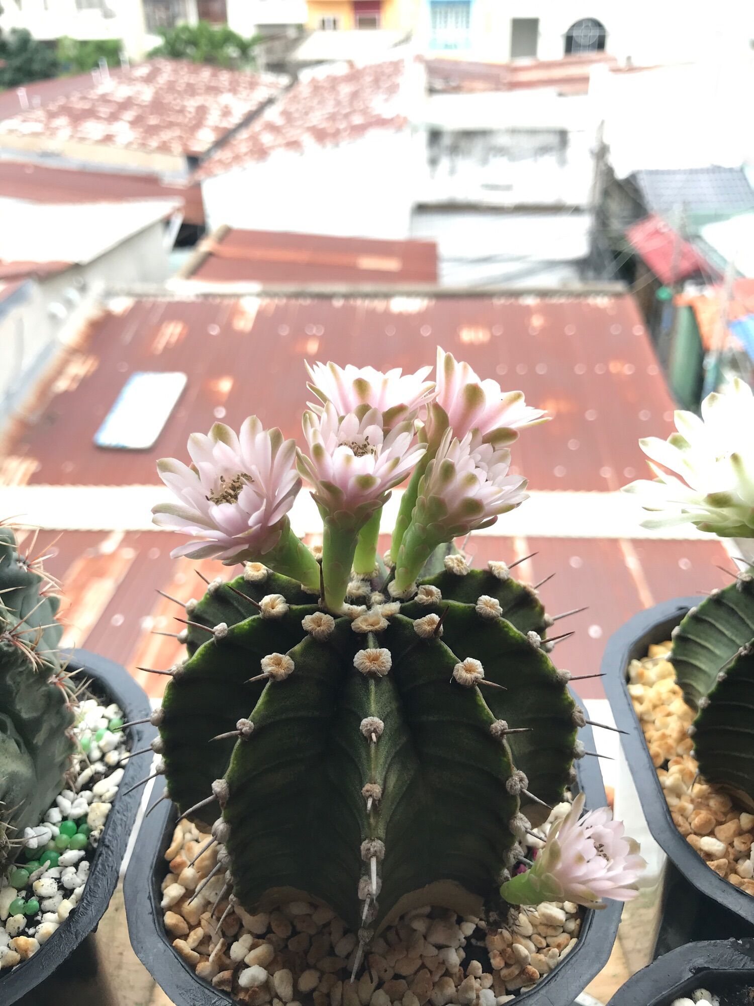 Xương rồng LB hb gòn cổ hàng hạt size 10cm siêu đẹp