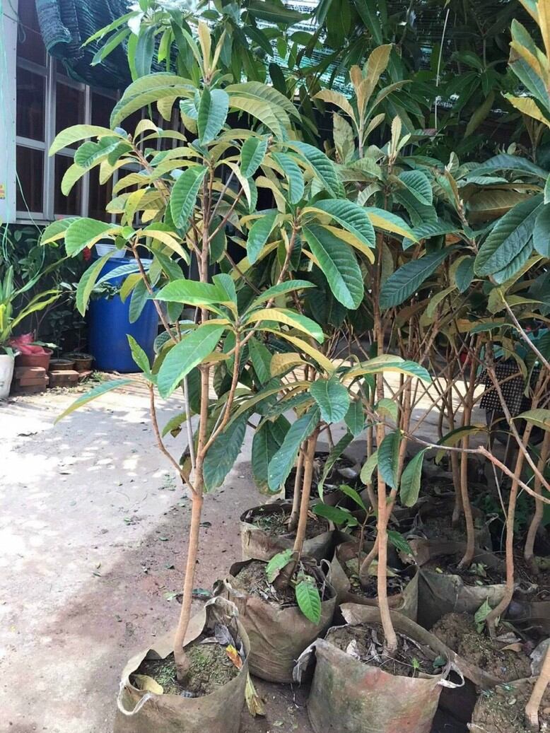 Cây giống biwa, tì bà, nhót Nhật
