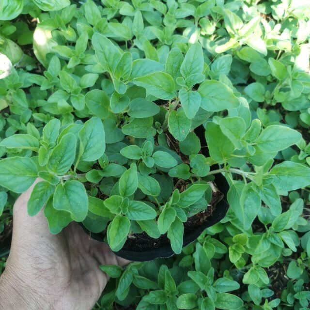 Kinh giới cay oregano - Gia vị tây - Cay the thơm nhẹ nhàng
