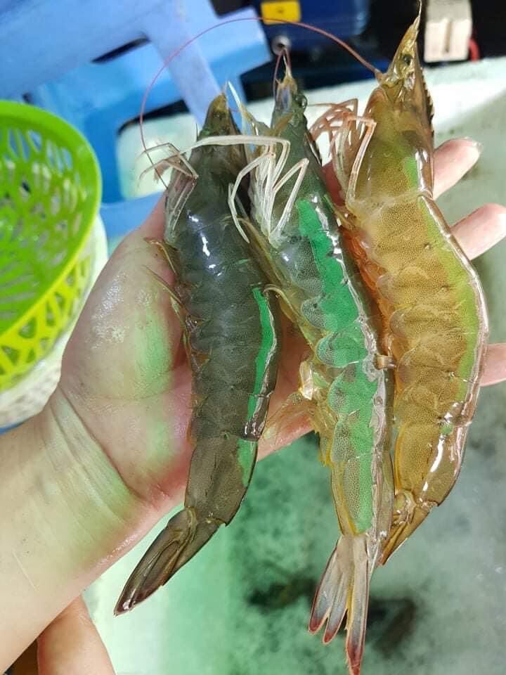 [HCM]T&ocircm tươi
