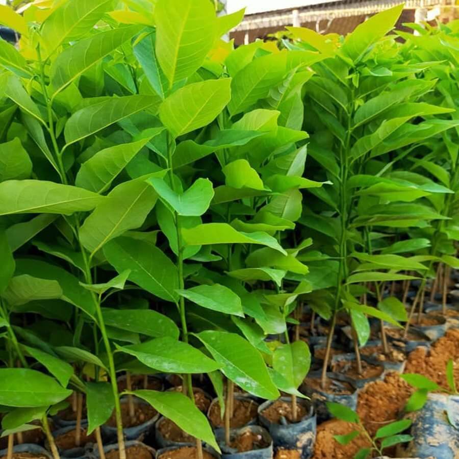Cây giống na dai thái lan