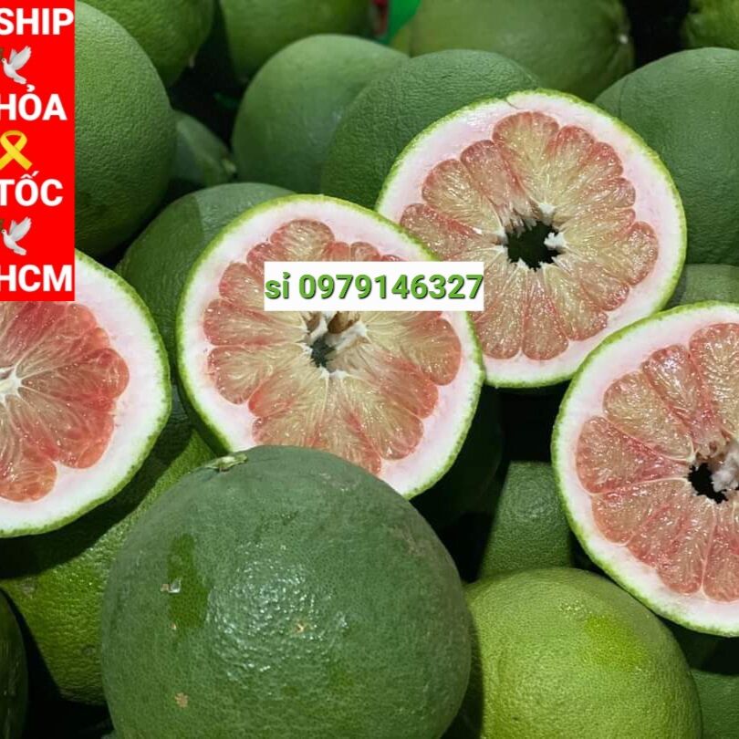 Bưởi lão da xanh bến tre bao ăn.