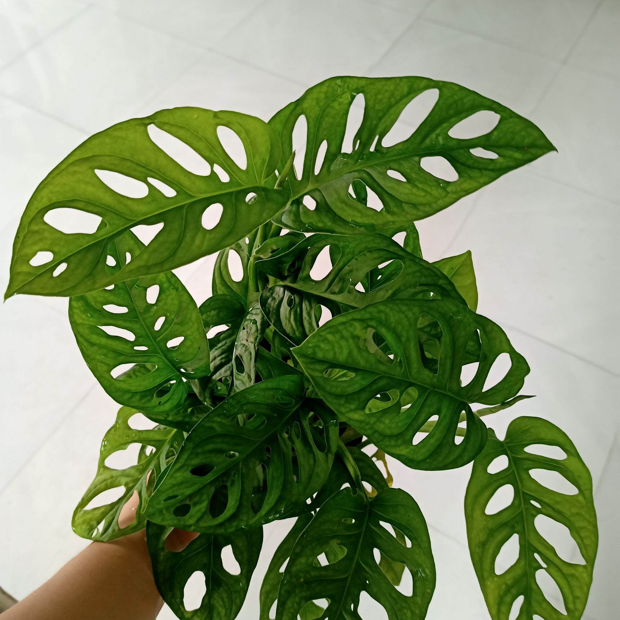 Cây trầu bà lỗ - Trầu bà cửa sổ - Summer Garden