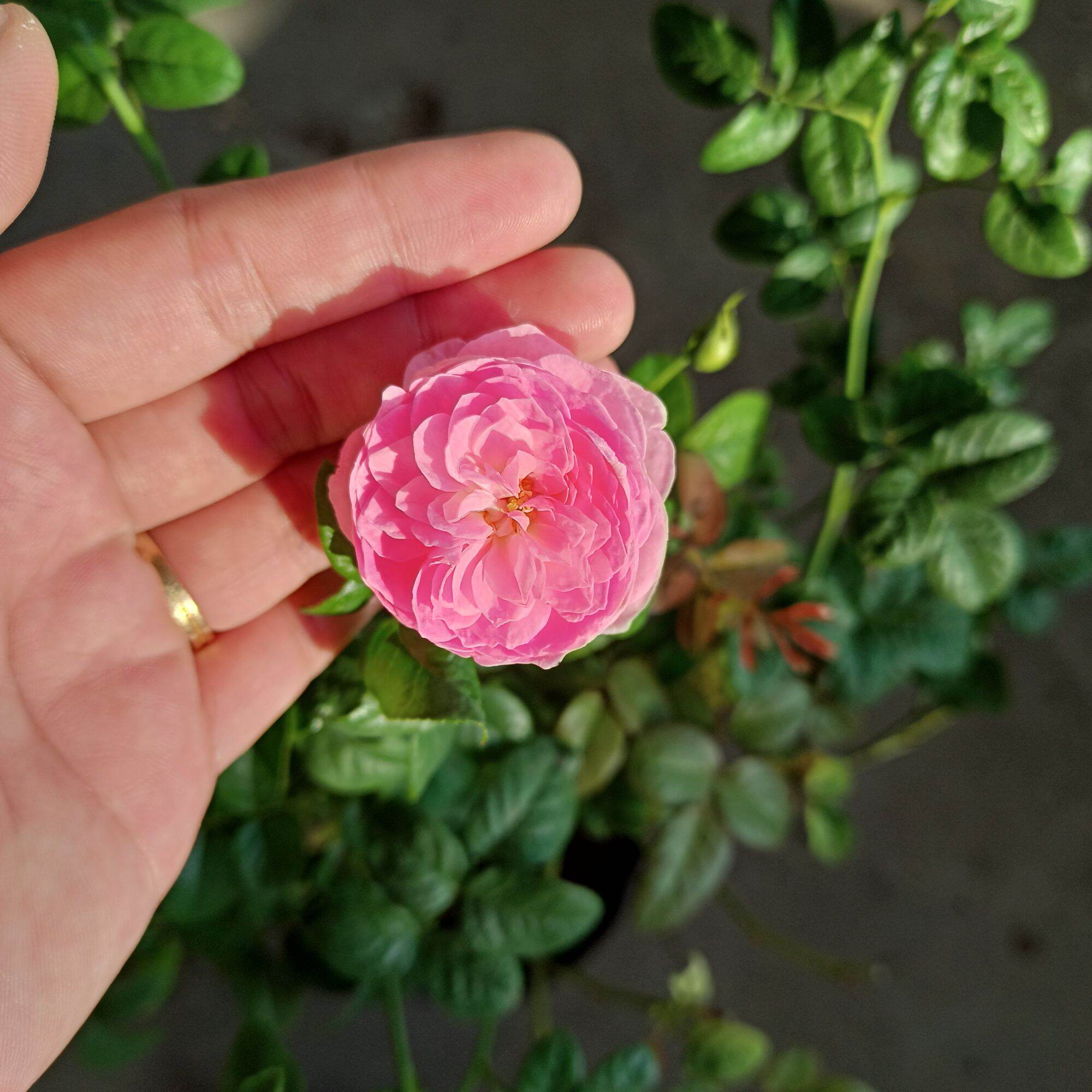 hoa hồng mon coeur cây cao từ 50cm
