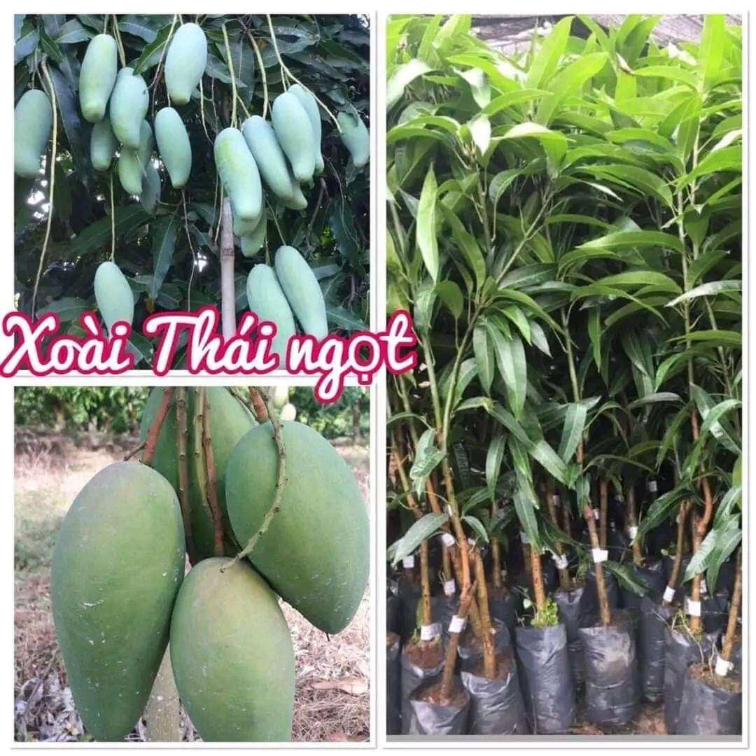 Cây xoài thái ngọt