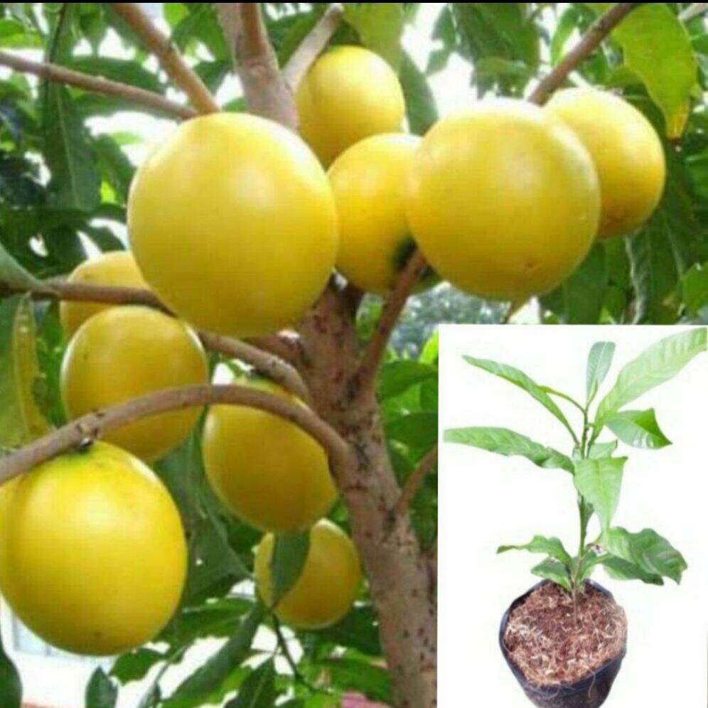 Cây Vú Sữa Hoàng Kim gieo từ hạt Đảm bảo chuẩn giống xuất xứ Bến Tre cây giống cao từ 20 cm trở lên