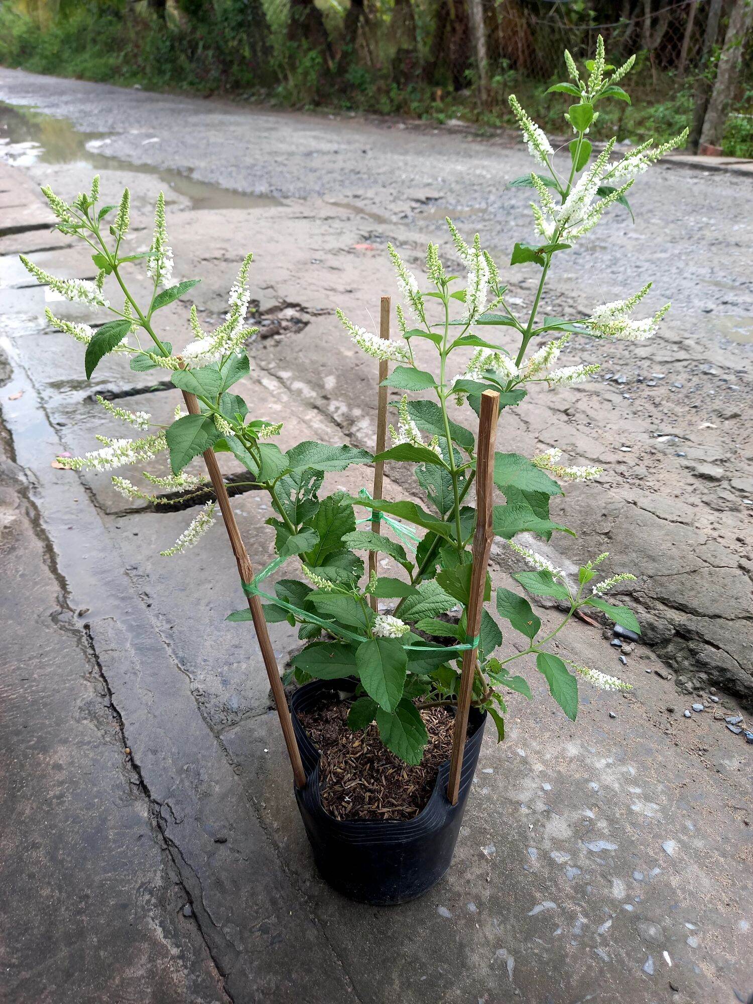 cây bạch trầm hương hoa thơm.