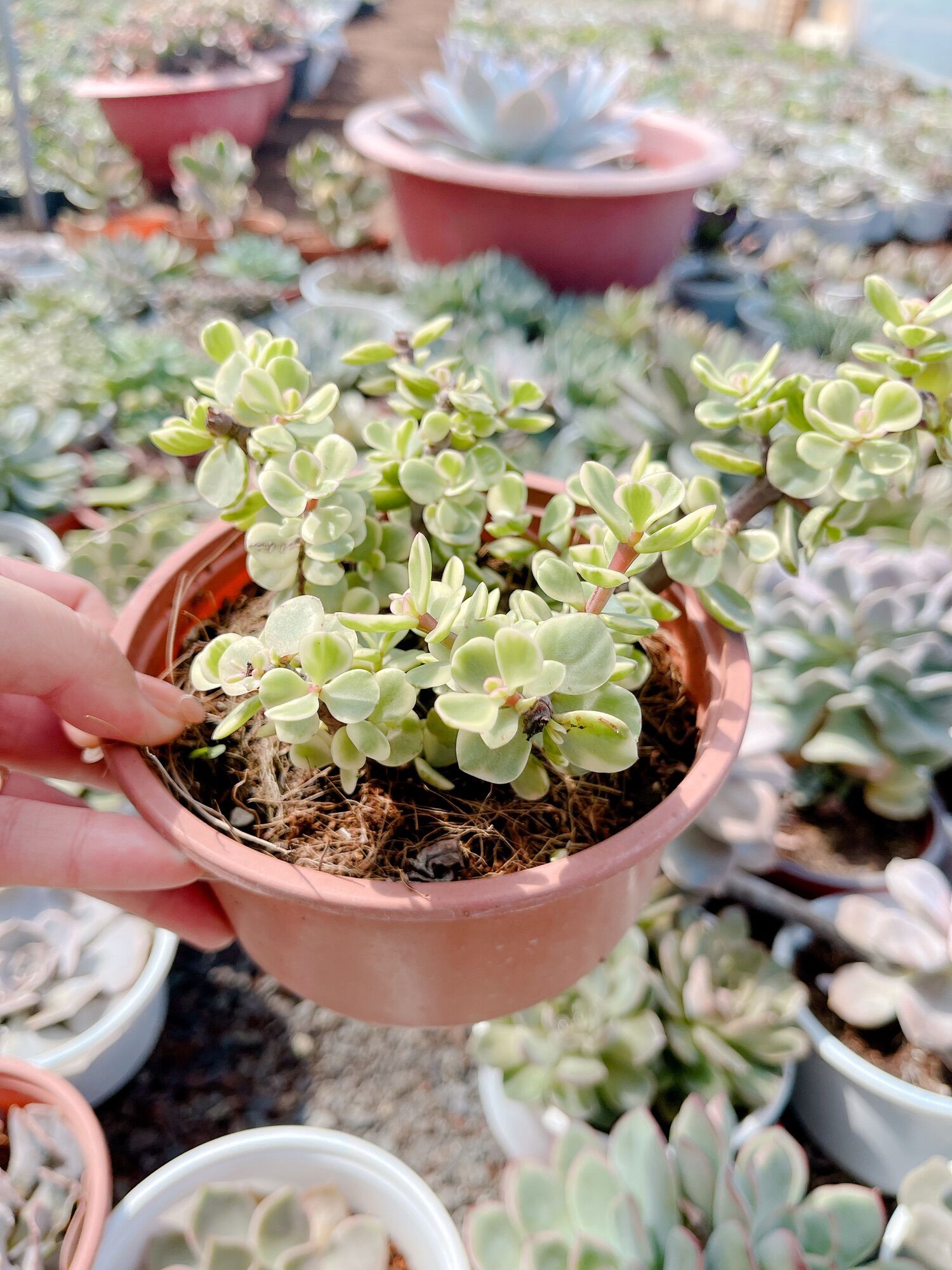 Sen đá đô la size tô 7-9 cm xuất vườn đà Lạt
