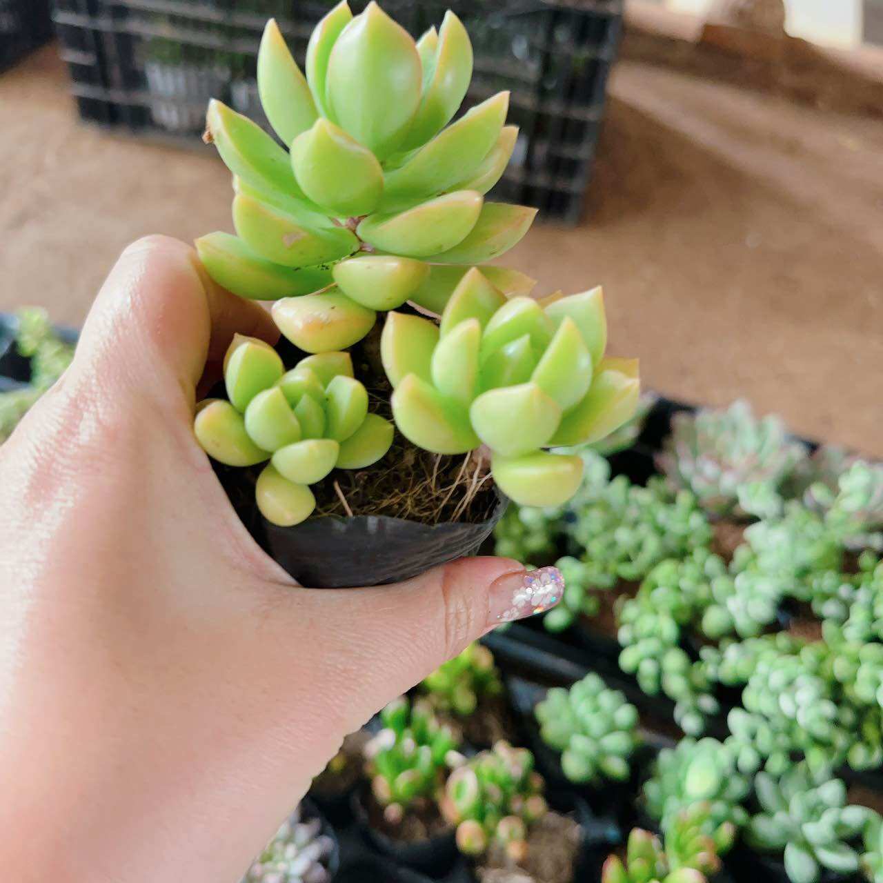 Sen đá đá vàng cute size bầu