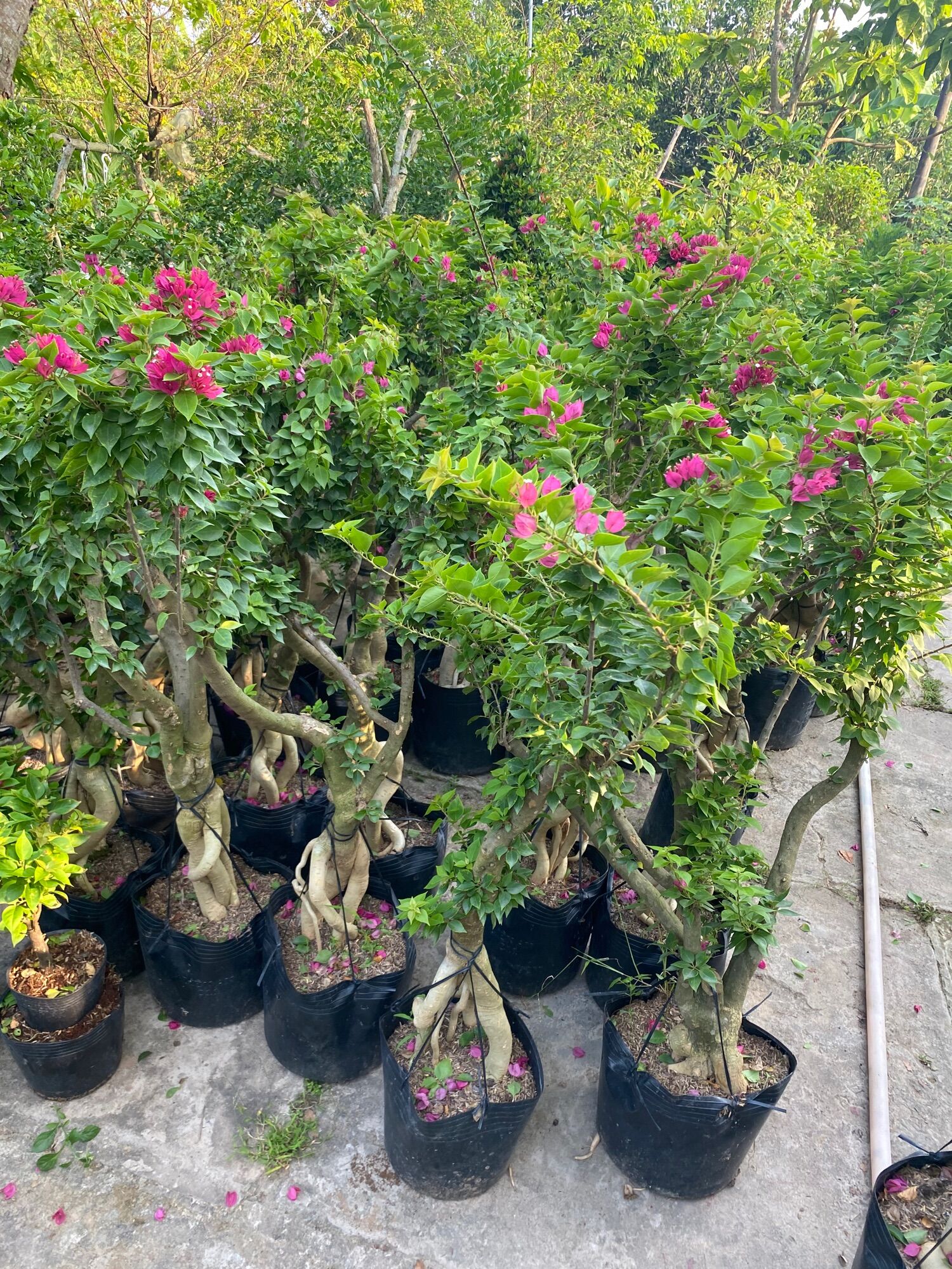 Phôi cây hoa giấy Mỹ lớn