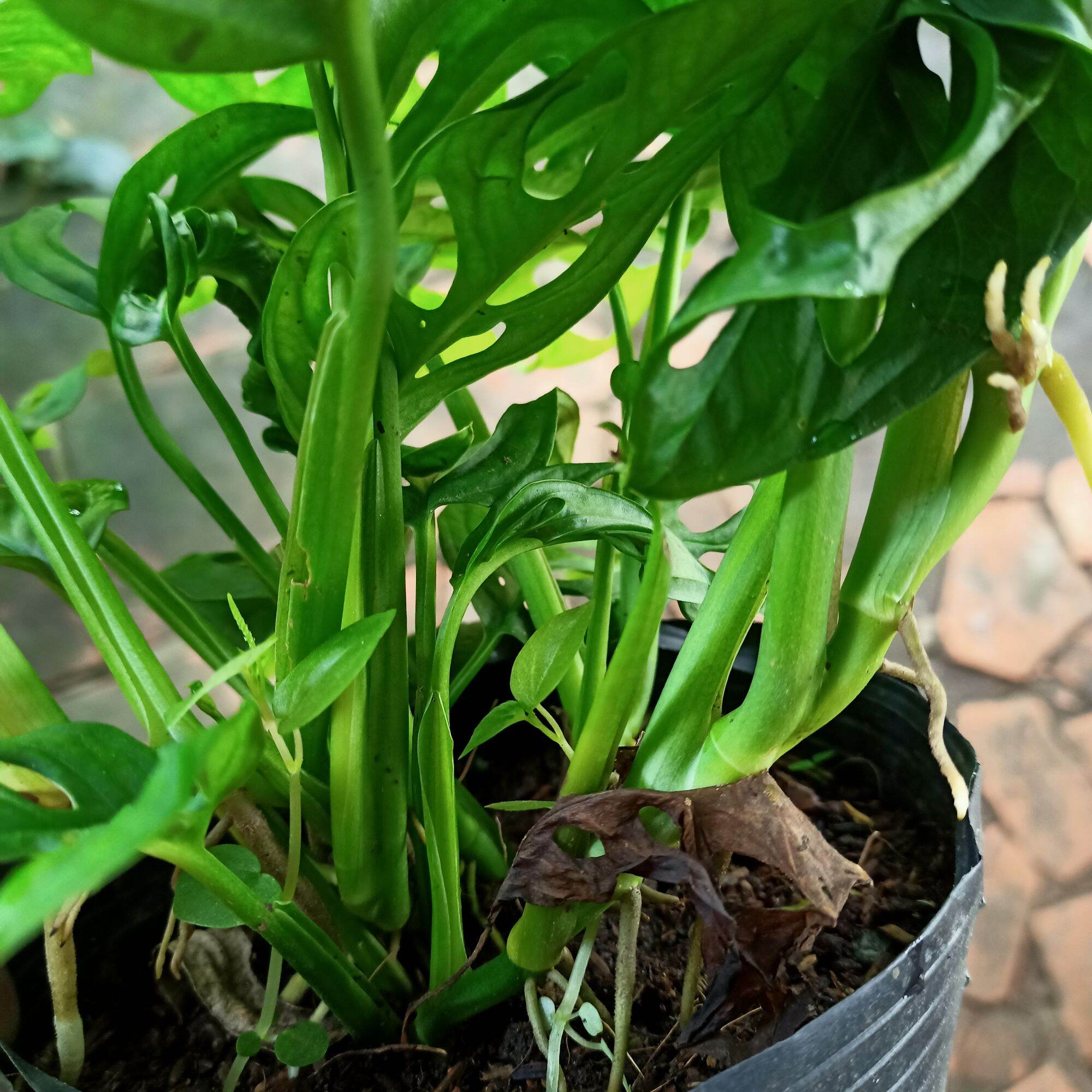 Cây trầu bà lỗ - Trầu bà cửa sổ - Summer Garden