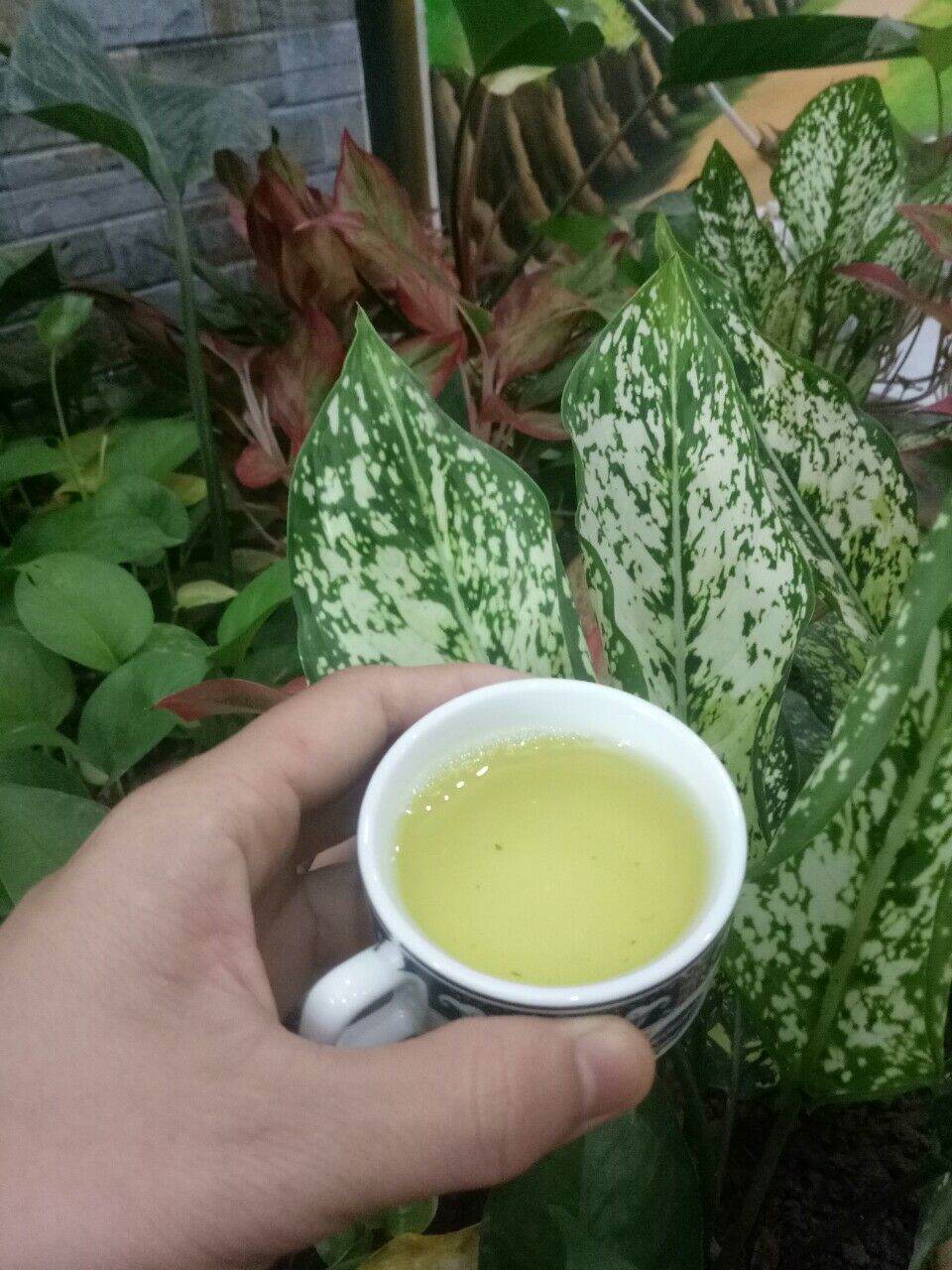 Green Tea Special