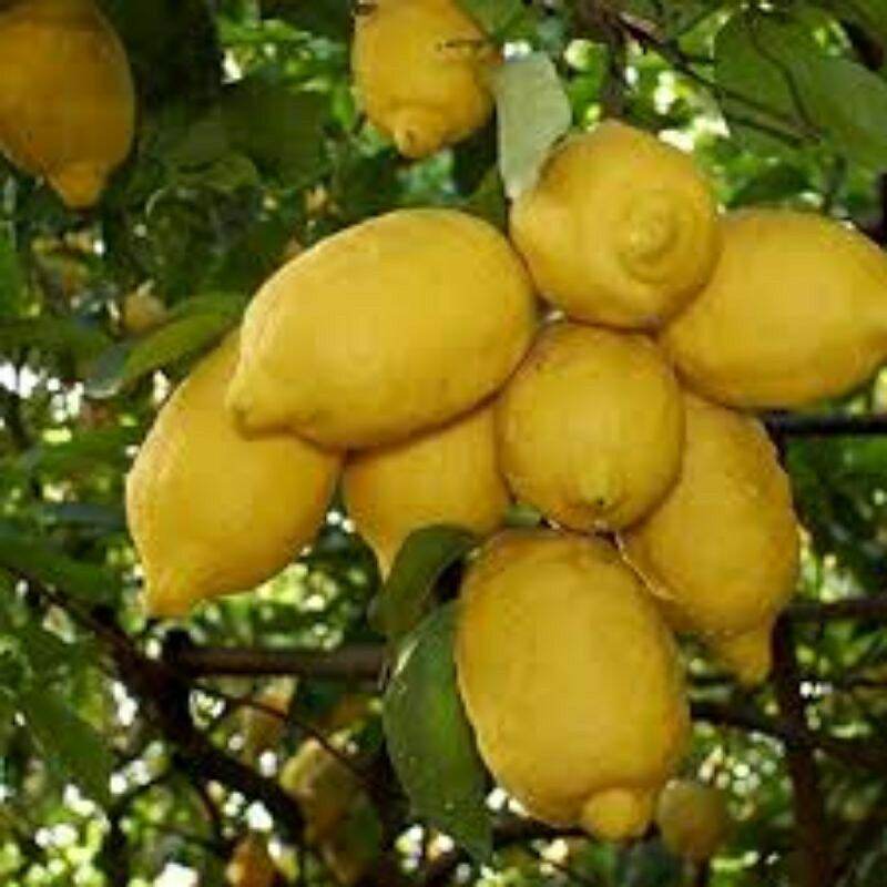 Chanh Mỹ vàng trái dài (cây giống SaDec)