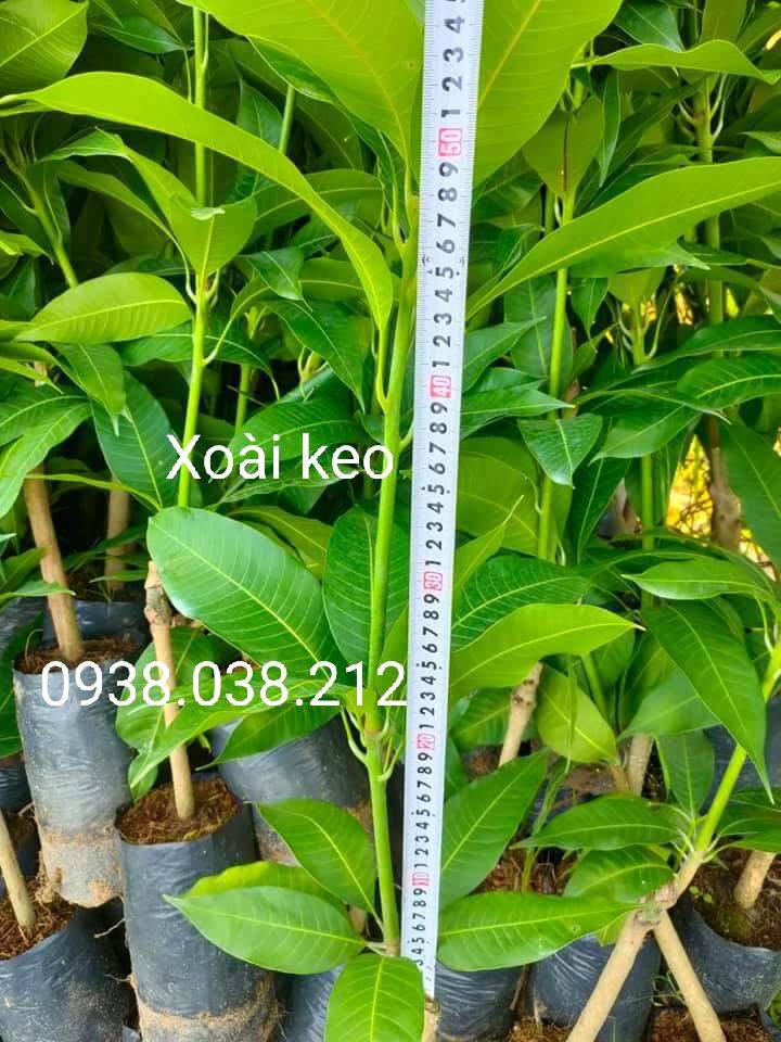 CÂY GIỐNG XOÀI KEO