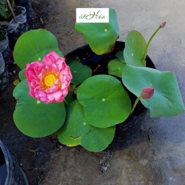 5 chậu nhựa đen C12 bít lỗ trồng hoa sen, hoa súng