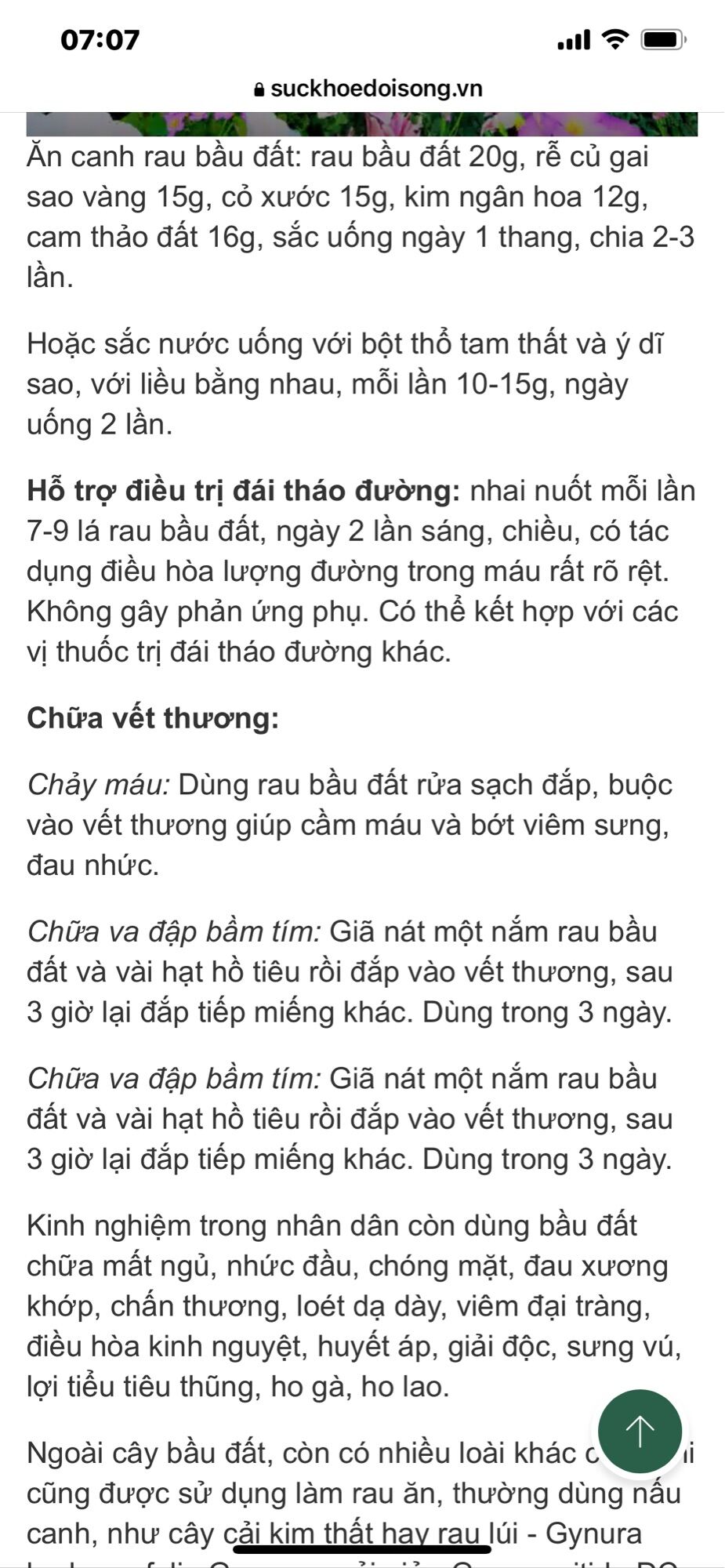 Cây rau bầu đất
