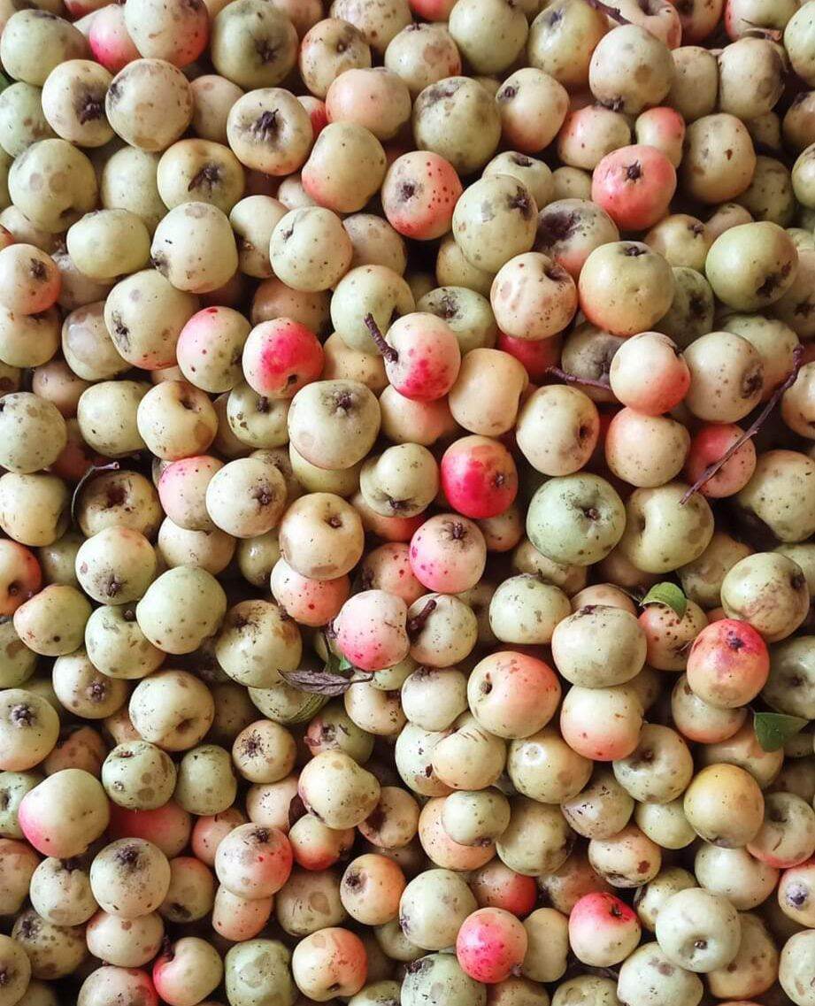 Táo mèo tươi hàng gửi tặng cho khách
