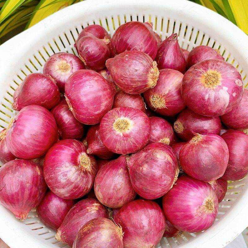 Hành tím loại to 1kg