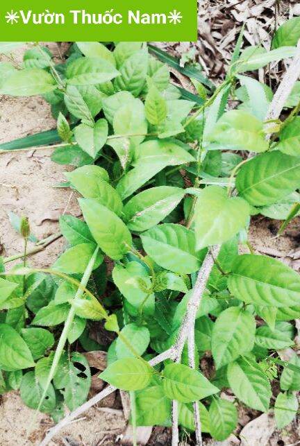 500 Gam lá Mơ rừng lá thúi địt dùng làm bánh ( chỉ giao khu vực Miền Nam )