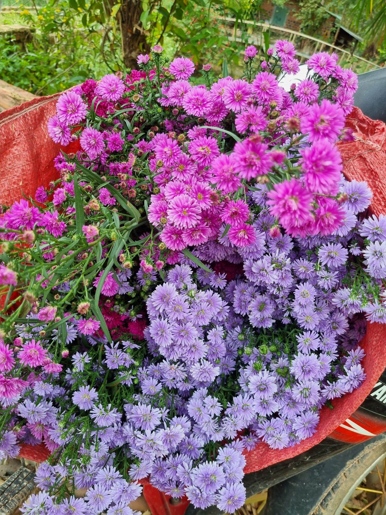 30 cây giống thạch thảo tím xanh