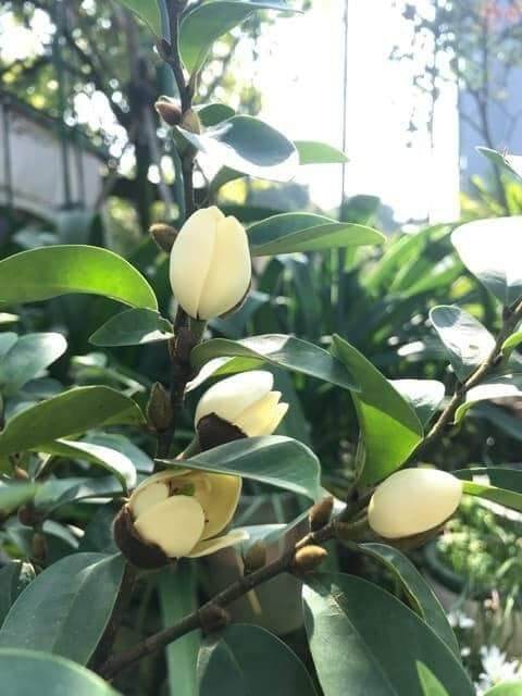 Cây hoa lan tiêu cao trên 70cm