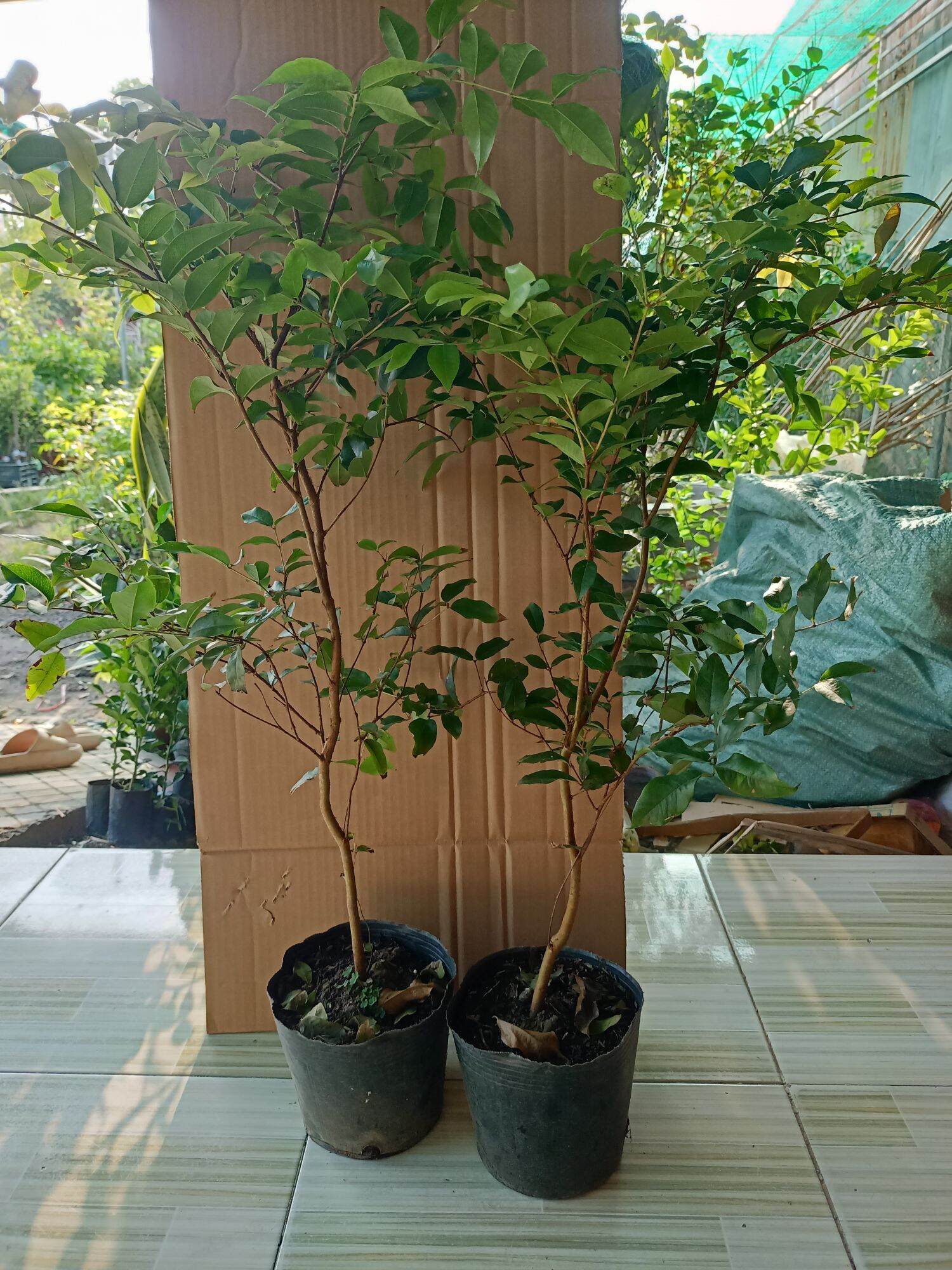 Nho thân gỗ tứ quý lá lớn combo 2cây