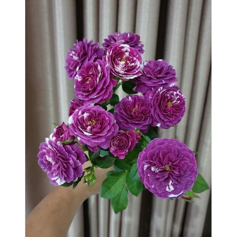 Hoa hồng Ngoại Scented Jewel Rose