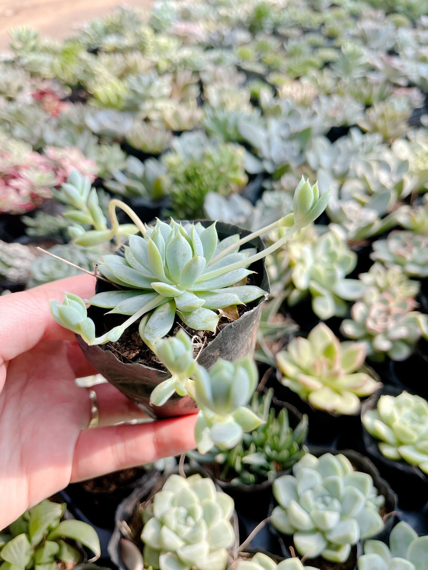 Sen dù kim size bầu 3-5 cm