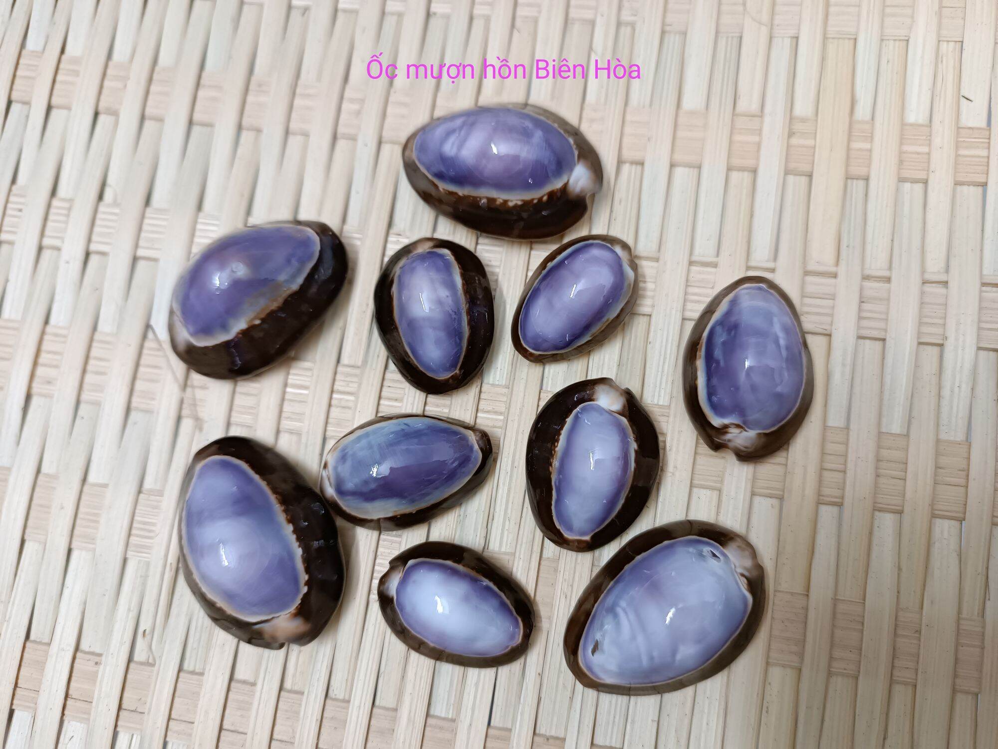 10 vỏ ốc nga bóng siêu xinh. omh biên hòa