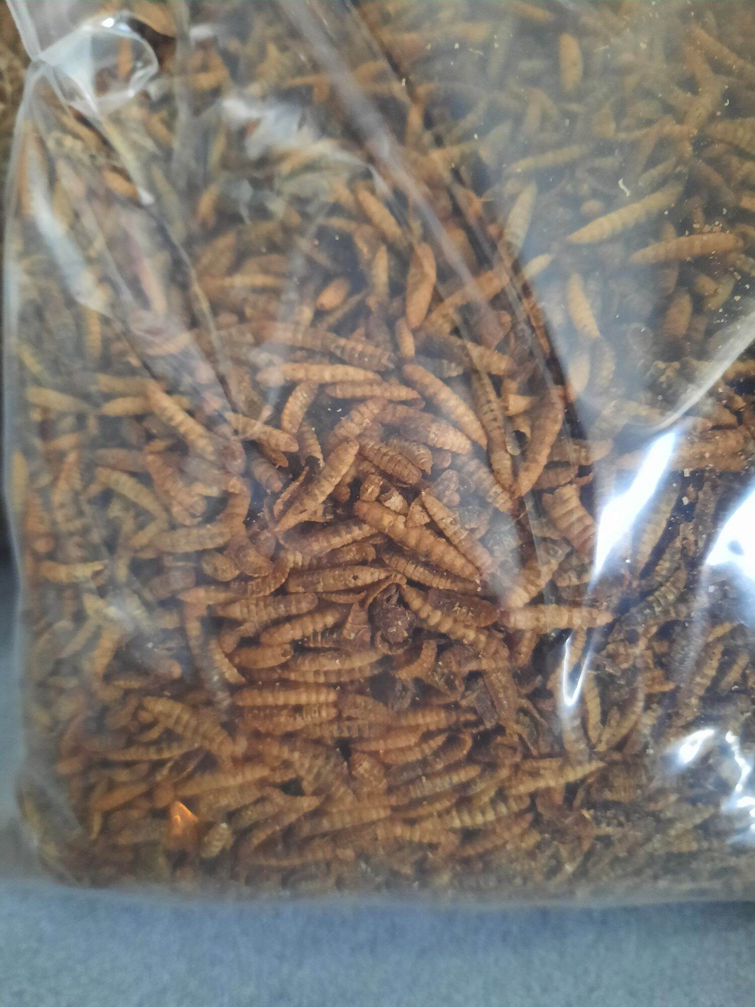 Sâu canxi sấy khô cung cấp đạm, canxi cho chim, gà