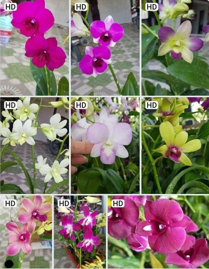 (CÂY GIỐNG) combo 10 cây lan dendro đủ màu. cây lớn