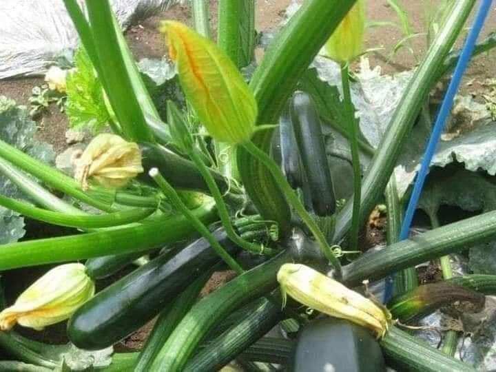 Hạt Giống Bí Ngòi Quả Xanh