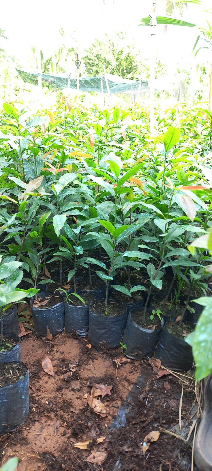 100 cây mai con quấn rễ 40cm đến 60cm tặng 3 cây+ giảm giá