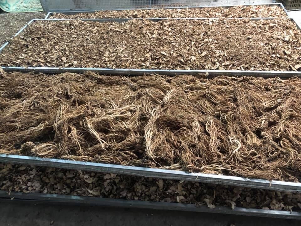 Sâm đương quy khô thái lát 200k/kg