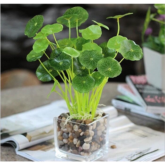 Cây cỏ đồng tiền