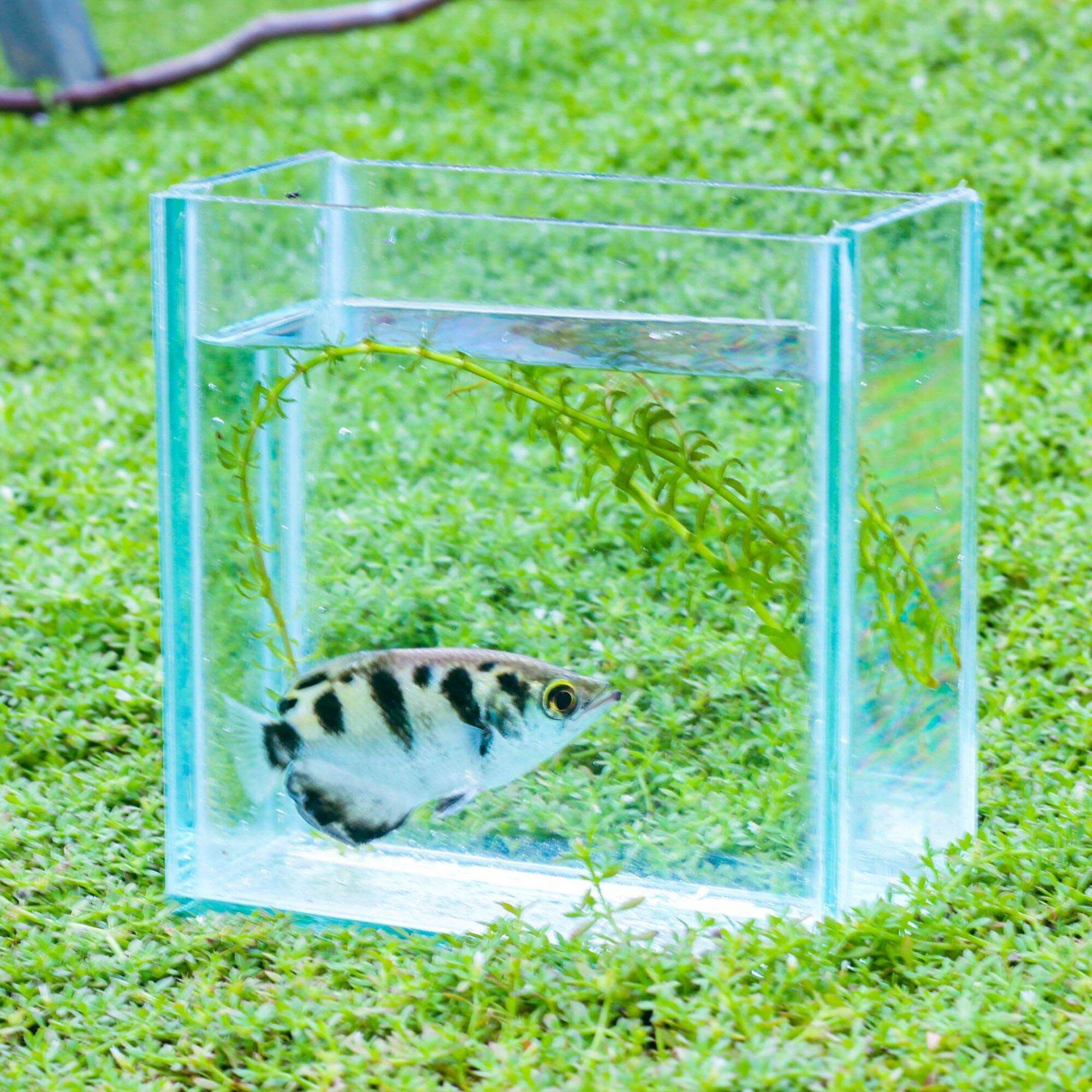 Hồ cá betta mini dày 5li + tặng kèm miếng lót đáy hồ