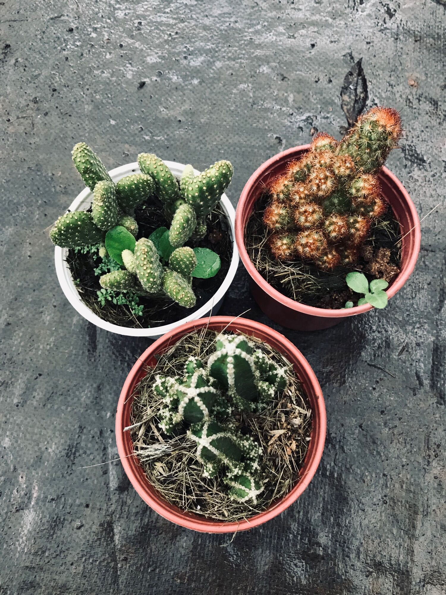 Combo 3 loại xương rồng trung