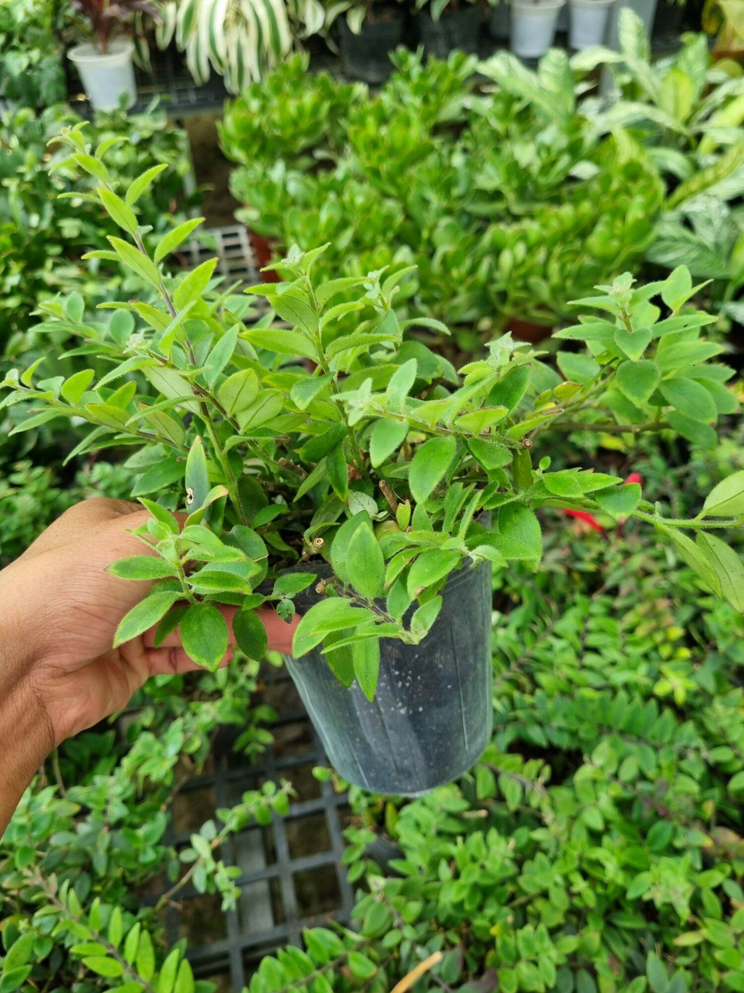 Cây hoa son môi