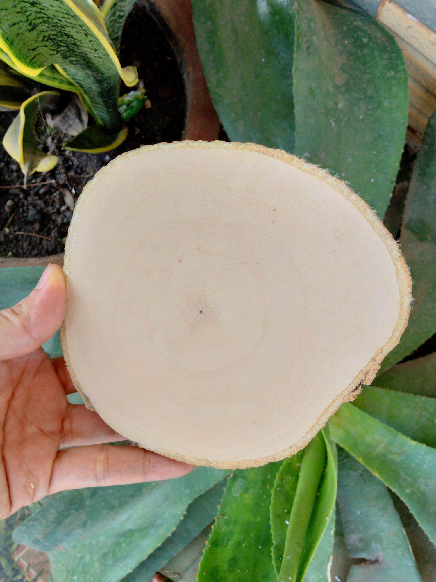 Lát gỗ trơn Decor trang trí 10-12cm.