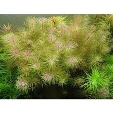 Luân thảo đỏ thuỷ sinh - 5 cọng